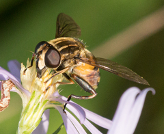 Helophilus obscurus