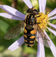 Helophilus obscurus