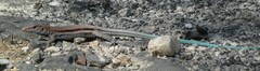 Pholidoscelis auberi