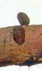 Eutrapela clemataria