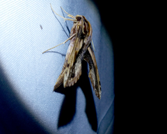 Xylophanes crenulata