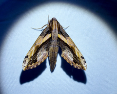 Xylophanes crenulata