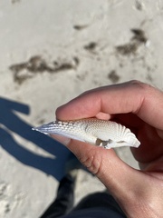 Cyrtopleura costata