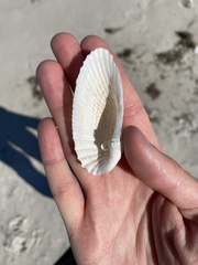 Cyrtopleura costata