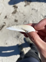 Cyrtopleura costata