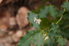 Phytomyza ilicis