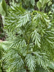 Selaginella plana