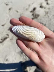 Cyrtopleura costata