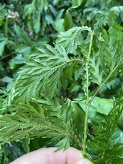 Selaginella plana