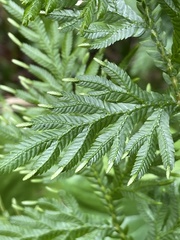 Selaginella plana