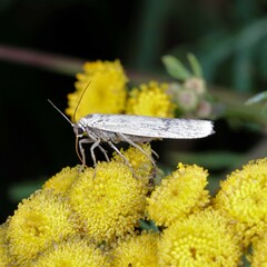 Eilema lutarella