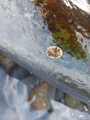 Testudinalia testudinalis