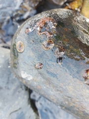 Testudinalia testudinalis