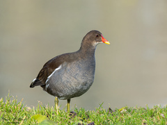 Gallinula chloropus