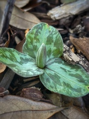 Trillium cuneatum