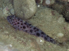 Thorogobius ephippiatus