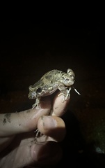 Leptodactylus validus
