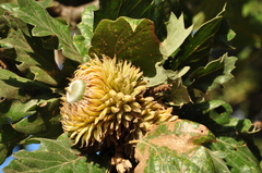 Quercus ithaburensis macrolepis