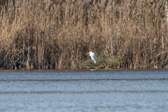 Ardea alba alba
