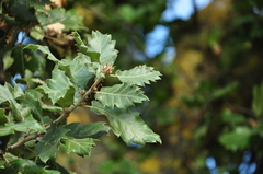 Quercus ithaburensis macrolepis
