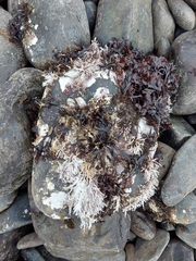 Chondrus crispus