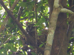 Arctogalidia trivirgata