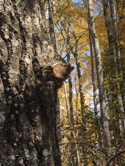 Ischnoderma resinosum