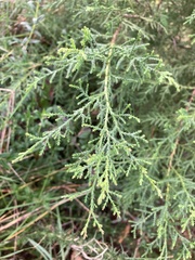 Cupressus