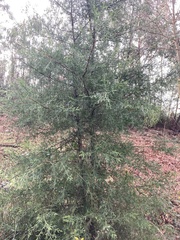 Cupressus