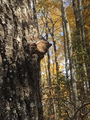 Ischnoderma resinosum