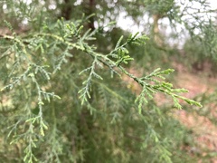 Cupressus