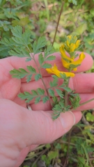 Corydalis aurea