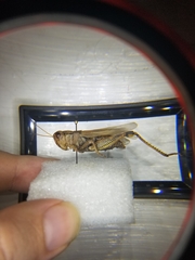 Melanoplus differentialis