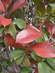 Photinia