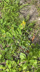 Corydalis micrantha