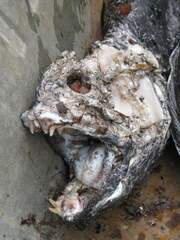 Anarrhichthys ocellatus