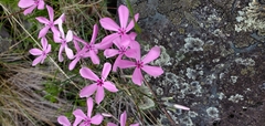 Phlox speciosa