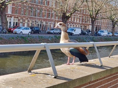 Alopochen aegyptiaca