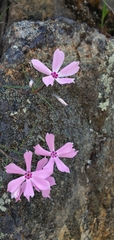 Phlox speciosa