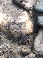 Serradigitus gertschi