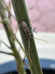 Eburia