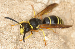 Ancistrocerus oviventris
