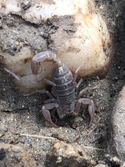 Serradigitus gertschi