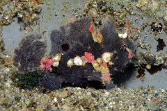 Nudiantennarius subteres