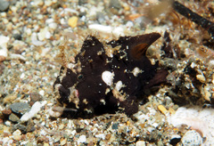 Nudiantennarius subteres