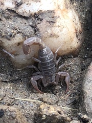 Serradigitus gertschi