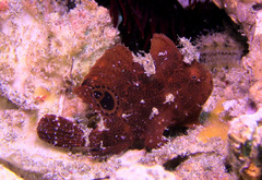 Nudiantennarius subteres