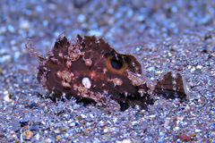 Nudiantennarius subteres