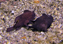 Nudiantennarius subteres