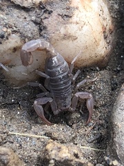 Serradigitus gertschi